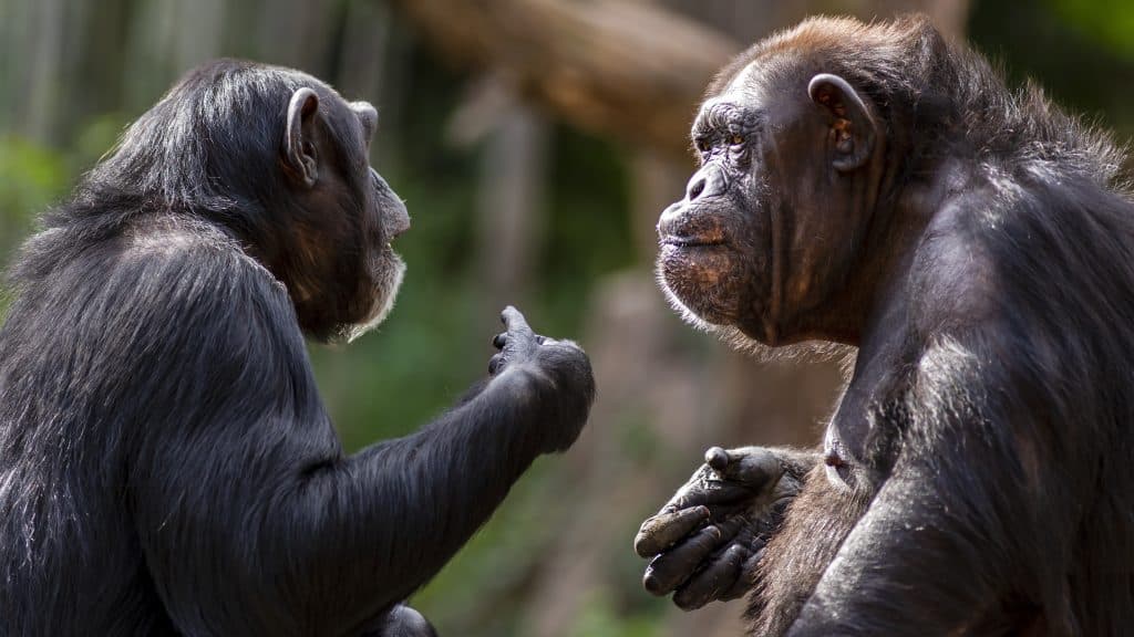 Zwei Schimpansen führen eine Unterhaltung mit Gesten
