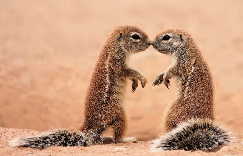 Zwei Erdhörnchen halten ihre Nasen aneinander.